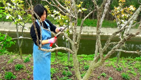 石榴樹怎樣修剪為好？