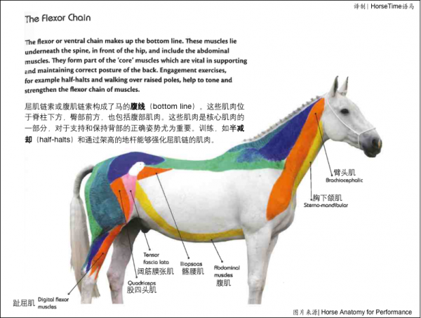 肌肉鏈與核心肌肉 肌肉鏈與核心肌肉