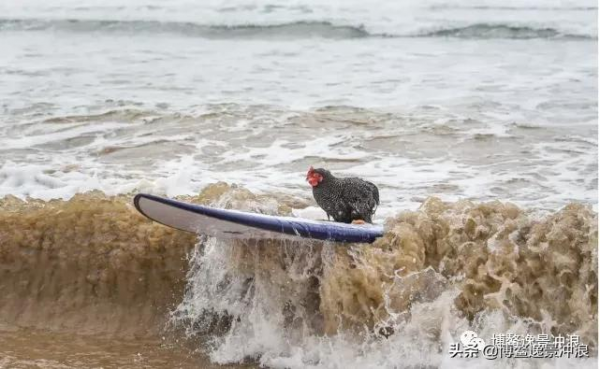 在澳洲，連雞都開始衝浪了