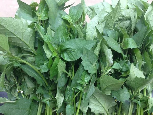 白花菜:新鮮的沒人吃,醃鹹菜卻是一絕,還是酒席壓軸菜 白花菜:新鮮的沒人吃,醃鹹菜卻是一絕,還是酒席壓軸菜