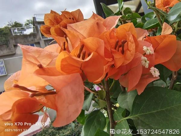 現在給花上秋肥,杆子粗、葉子密,不然冬天都凍死 現在給花上秋肥,杆子粗、葉子密,不然冬天都凍死