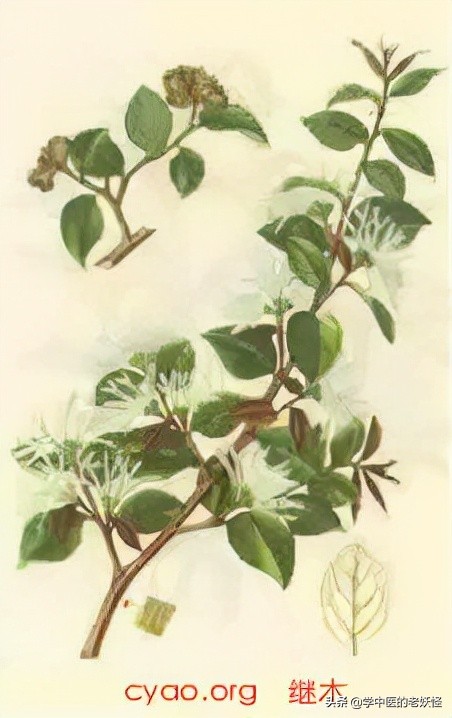 每天學習一味中藥——檵木