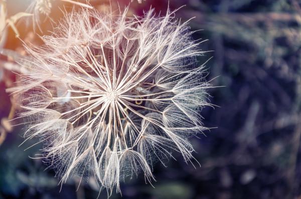 蒲公英48小時殺死癌細胞,治療胃癌,是科學還是謠言?為你解釋 蒲公英48小時殺死癌細胞,治療胃癌,是科學還是謠言?為你解釋