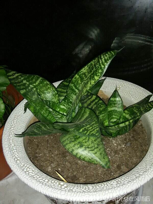 1種花適合小花盆，盆小水少，越擠長得越好