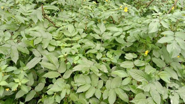 大叔煩惱的接骨草，挖回家煮水泡腳，舒筋活血，變廢為寶