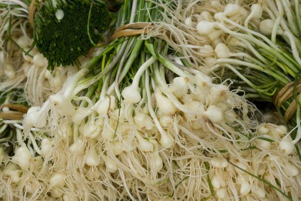 這些菜被叫“懶人菜”,種一次可以吃幾年,簡單好養活 這些菜被叫“懶人菜”,種一次可以吃幾年,簡單好養活