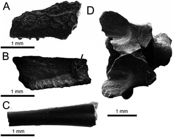 考古團隊在美國南部發現2個新物種