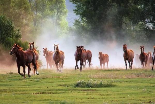 “華夏”，簡單2個字，卻很少有人能說出它的由來，專家也不行