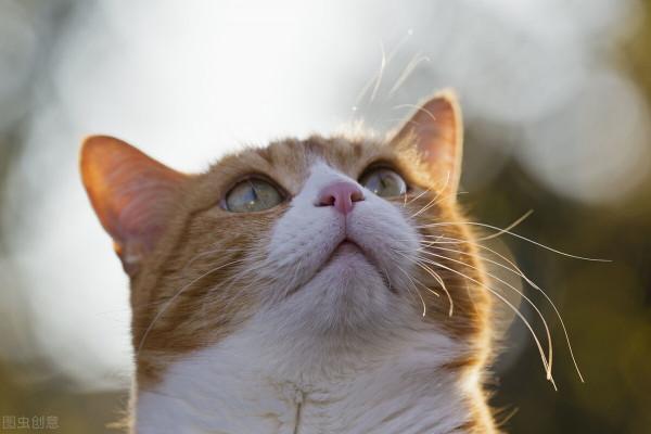 關於動物的20個冷知識,有多少是您不知道的呢?一起來看看吧 關於動物的20個冷知識,有多少是您不知道的呢?一起來看看吧