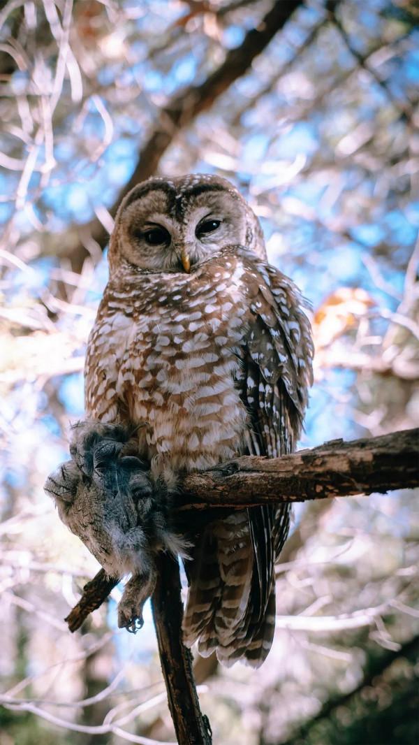 高畫質桌布(260):動物•鷹 高畫質桌布(260):動物•鷹