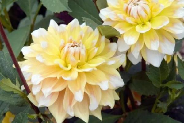 大麗花的花朵，花瓣排列得十分整齊，自然奔放而富有浪漫色彩