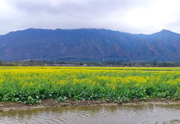 廣東有片廣闊溼地，夏天水波盪漾，秋天稻穀金黃，如今油菜花盛開