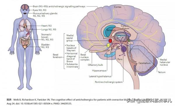 抗膽鹼能藥物對膀胱過度活動症患者認知功能的影響