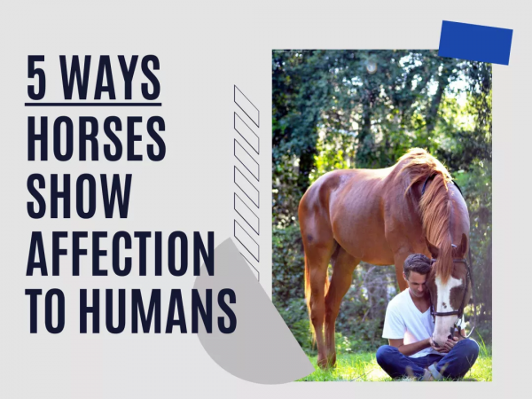 馬兒對你說“我愛你”的5種方式