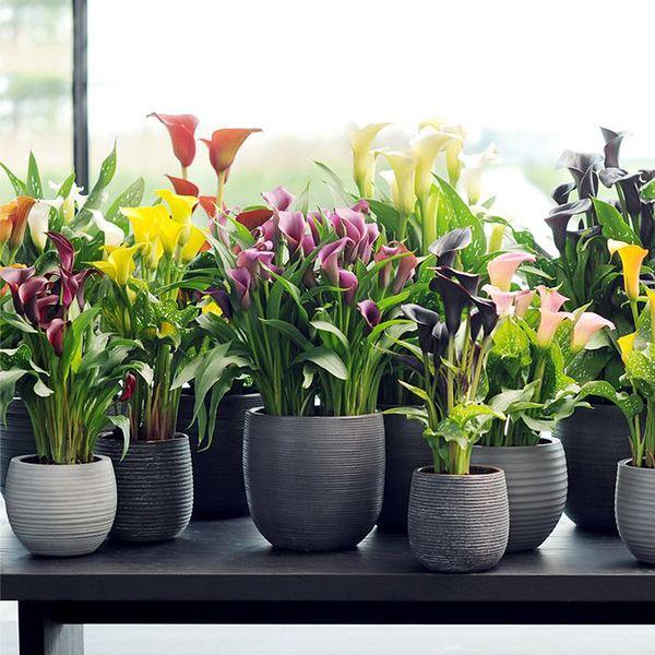 馬上就要過年了,還在為買什麼年宵花發愁嗎?推薦36種供你參考 馬上就要過年了,還在為買什麼年宵花發愁嗎?推薦36種供你參考