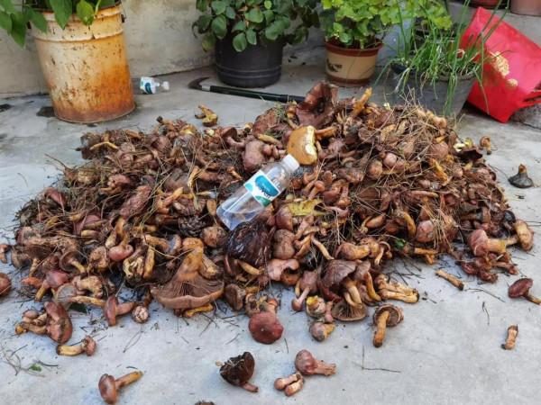 今天上山大豐收，開心