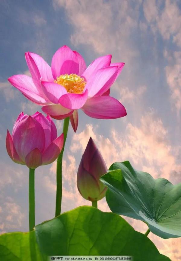 描寫荷花的優美語句，你喜歡哪句？