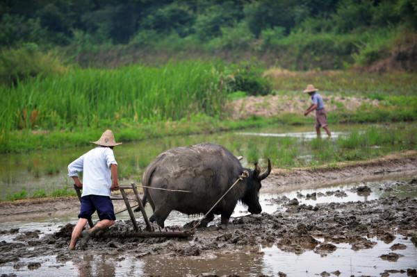德國全機械化農業有多牛？看完讓你大開眼界，一個農民養活120人