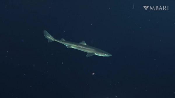 2021年拍攝到的珍稀深海生物 別樣又迷人