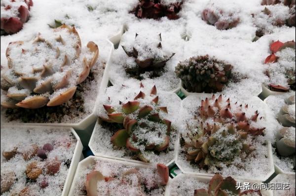 這下完犢子了，大雪把多肉覆蓋了，肉肉變成透明色，太慘了