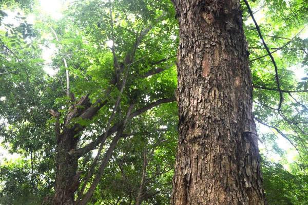 常見的傢俱木材有哪些? 常見的傢俱木材有哪些?