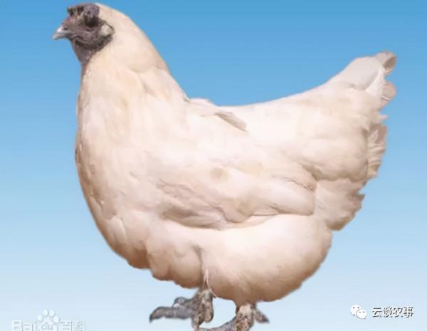 雞的品種與分類&mdash;&mdash;居然有這麼多品種？