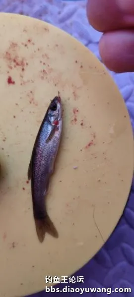 新年，首發冰釣