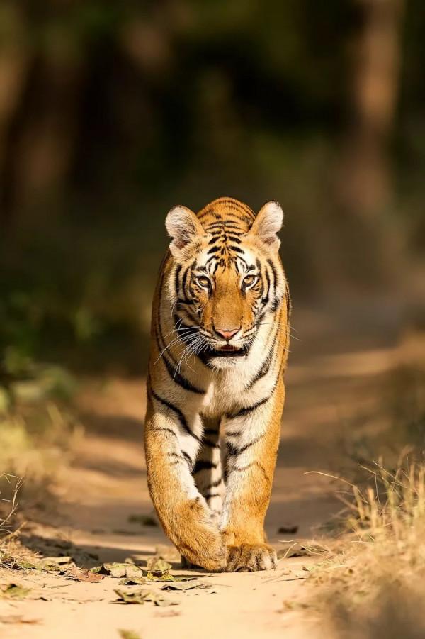 印度珍稀物種 | 有些貓，負責威武就夠了