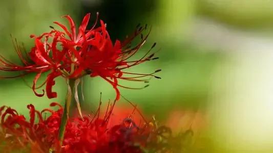 曼朱沙華（彼岸花）