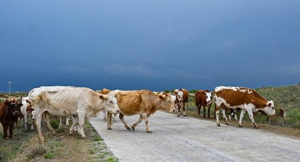 70邁探訪射電望遠鏡基地 內蒙古明安圖自駕遊記 70邁探訪射電望遠鏡基地 內蒙古明安圖自駕遊記