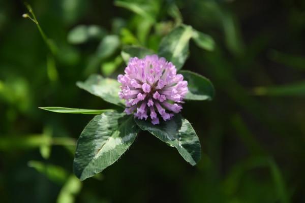 白羊座周運勢9.20-26，有貴人相助，財運不會差，多聽前輩的建議