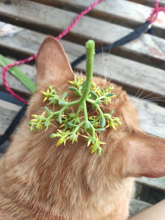 我和五隻小貓咪 我和五隻小貓咪