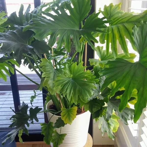 特別受歡迎的9種室內大型綠植,要根據自己的環境選擇品種 特別受歡迎的9種室內大型綠植,要根據自己的環境選擇品種