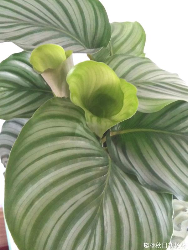 最像青蘋果的綠植,這5步做好,打造室內“青蘋果樂園” 最像青蘋果的綠植,這5步做好,打造室內“青蘋果樂園”