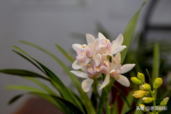 2022新春遊園&mdash;&mdash;植物園賞花