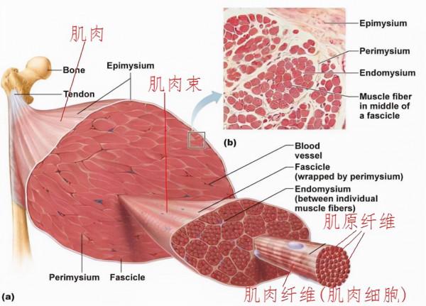 等長肌肉力量訓練要點