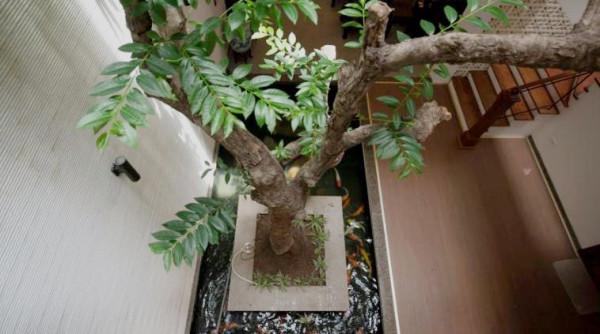 別人看不慣的下沉天井，是我夢寐以求的，休閒會客養魚愜意無比