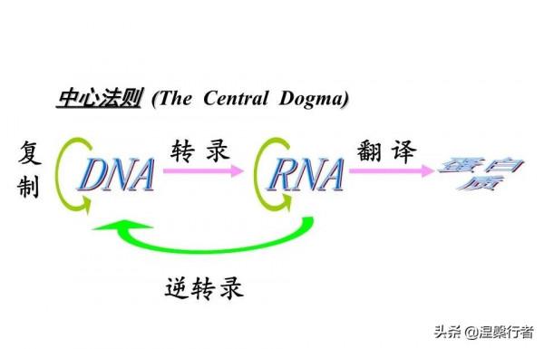 最懷才不遇的生物物理學家,發現全新生命種類,創立另類生命之樹 最懷才不遇的生物物理學家,發現全新生命種類,創立另類生命之樹