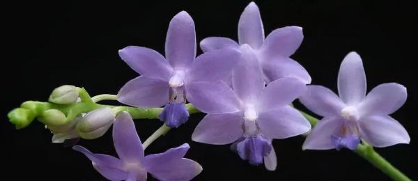 蘭花：部分種類圖鑑