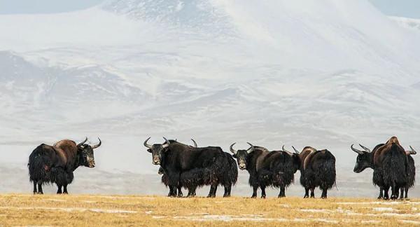 遇間旅遊 | 更新旅遊打卡地！領略大中國國家公園~我在三亞等你