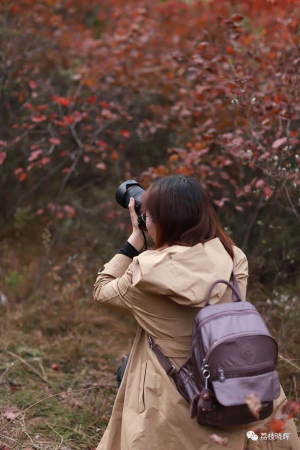 賞紅葉，不能早，也不能晚，時間一定要恰到好處