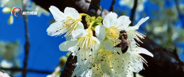 滿樹冬櫻花盛開 美得朝朝暮暮