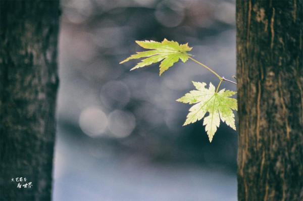 退休後的每年秋天，我都會去本溪同一個景區觀賞紅葉，從未失望過