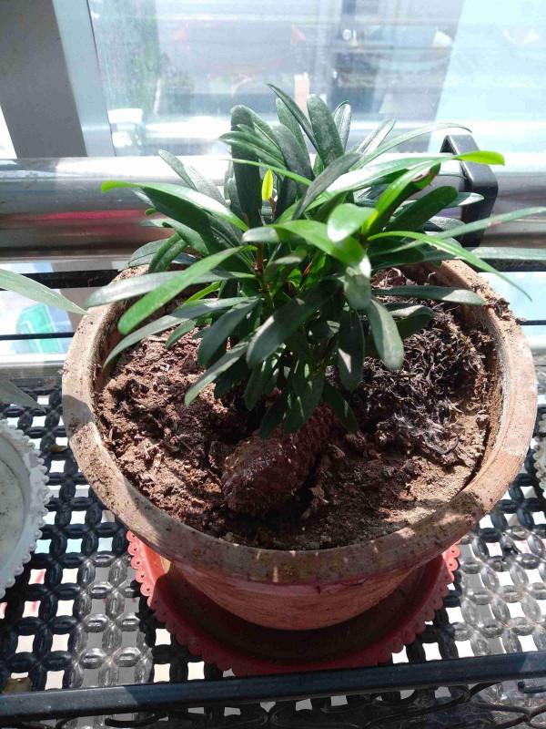 羅漢松養殖簡單？細節不能忽視，注意這8點