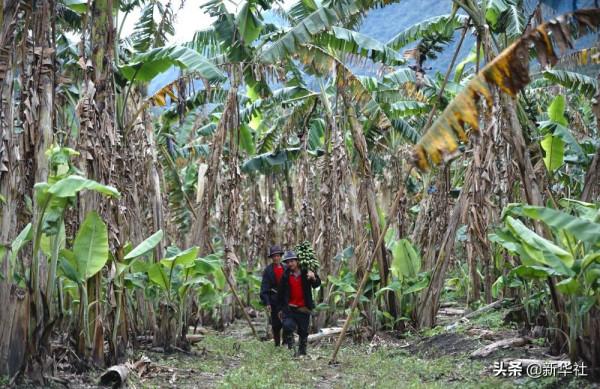 新華全媒+|這裡,是西藏林芝 新華全媒+|這裡,是西藏林芝