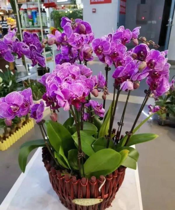 漂亮的蝴蝶蘭大全，顏色各異、姿態萬千