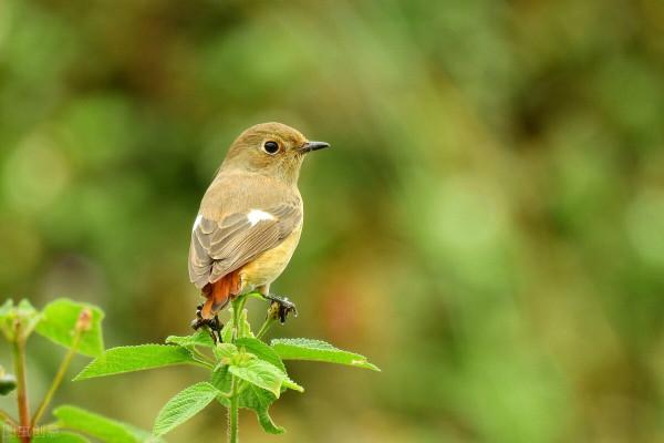 盔甲蟋蟀 敢吃鳥類 真不是一般的膽子大 盔甲蟋蟀 敢吃鳥類 真不是一般的膽子大