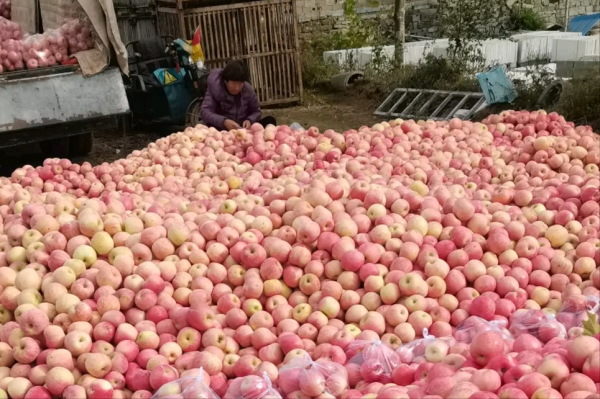 蘋果行情大變臉,產量“離奇”大增,815萬噸蘋果選擇待價而沽? 蘋果行情大變臉,產量“離奇”大增,815萬噸蘋果選擇待價而沽?