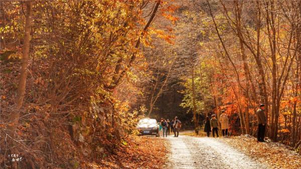 本溪有一個可以自駕遊覽的景區，觀賞紅葉絕美，今年秋天不能錯過