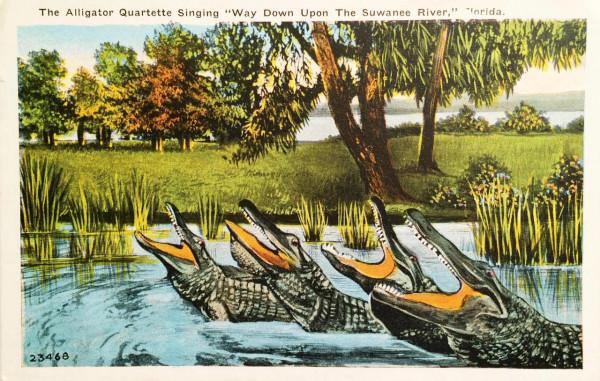 鱷魚好圖大雜燴 鱷魚好圖大雜燴